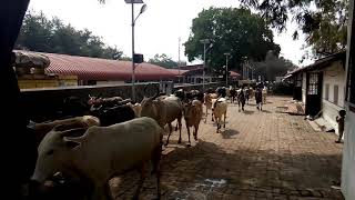 Cow Hostel PanjarpolBhosaripune [upl. by Madea851]