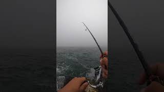 Fishing For Pollock in Acadia National Park fishing fish [upl. by Gert]