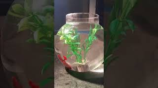 Veil Tail Betta Fighter  satisfying trendingshorts asmr [upl. by Conrado451]