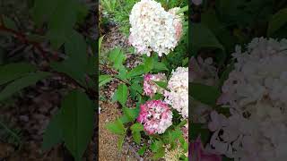 Гортензия метельчатая Hydrangea paniculata Petite Flori [upl. by Landel]