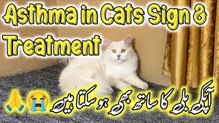 Asthama in Cats😭 Causes amp Treatment of Asthma in Cats😭  How to treat cat in asthama attack [upl. by Hakim412]