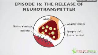 016 The Release of Neurotransmitter [upl. by Fari]