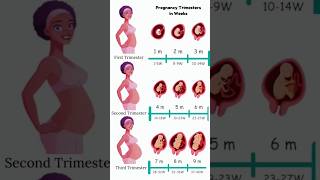 Pregnancy Trimesters in Weeks 😍🥰 embryo fetus share [upl. by Sophia]