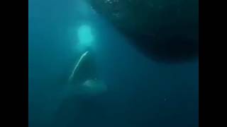 Baleen Whale feeding on Herring Fish [upl. by Nafri404]