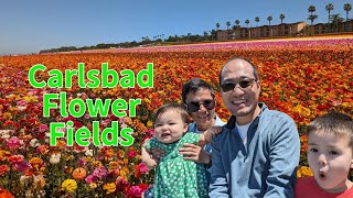 Carlsbad Flower Fields  花卉农场遛娃 [upl. by Jefferson603]