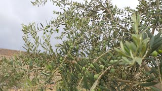 Arbequina Olive Tree from Flowering to Fruting l Budding Flowering Fruiting l Utopia Olive Orchard [upl. by Fellows500]