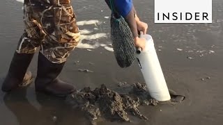 How To Catch Fresh Razor Clams [upl. by Wilfreda]