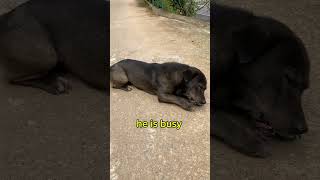 My rural dog amp bone😆funnyanimals funnypets [upl. by Magnolia]