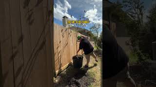 Repotting My Texas Redbud Tree [upl. by Eelyac]