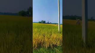 Nature vlogs ytshort video farmers lover [upl. by Elehcar940]