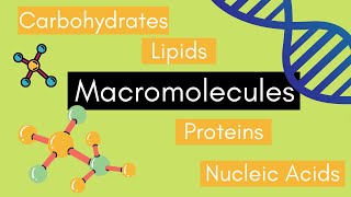 Beginners Guide to MACROMOLECULES [upl. by Ardnuas]