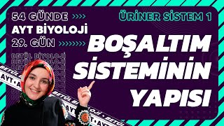 29 Üriner Sistemin Yapısı  Boşaltım Sistemi  11 Sınıf Biyoloji  2024 AYT Biyoloji Kampı 29 Gün [upl. by Airetal]