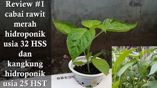 Review 1 cabai rawit merah hidroponik usia 32 HSS dan kangkung hidroponik usia 25 HST [upl. by Toile]