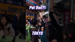 Pet Owl in Tokyo 🦉 japan [upl. by Jillana284]