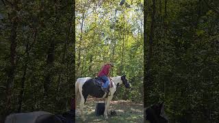 Call to the Mounting Block horse holistichorsetraining horseriding signlanguagehorsetraining [upl. by Bev]