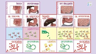 Digestión química [upl. by Llyrad]