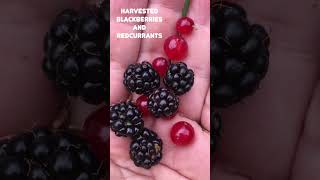 Harvested Blackberries amp Red currants  groseille rouge amp mûre nature garden short gardening [upl. by Lorrin655]