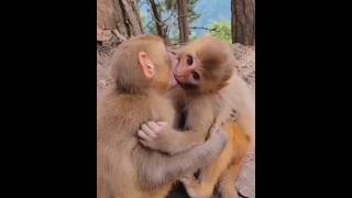 Monkey French Kiss Style 🐒🐒🐒  shorts viral monkey05 [upl. by Huntington587]