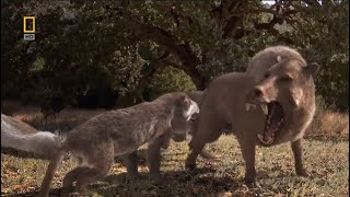 Killer Pig Entelodon Daeodon vs Amphicyon Beardog  Prehistoric Predators Episode 6 [upl. by Brittany]