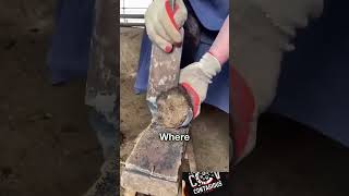 HORSESHOE REMOVAL AND USES  shorts subscribe animals [upl. by Gus466]