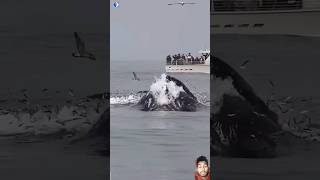 whale amazingfacts ocean factsinhindi interestingfacts new youtubeshorts shortvideo facts [upl. by Zoarah]