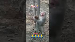 Cute baby monkey animals bandar sohrts monkey video [upl. by Kamila]