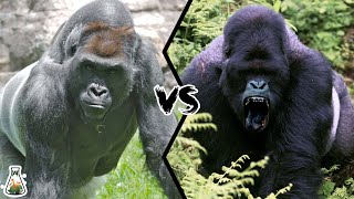 LOWLAND GORILLA VS MOUNTAIN GORILLA  Which is more powerful [upl. by Shabbir546]