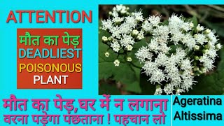 Deadliest amp Poisonous Plant Ageratina Altissimaमौत का पौधा [upl. by Argent]