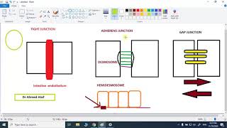 Intercellular junctions [upl. by Kcinnay]
