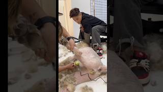 Very aggressive dog grooming😍 pets groomed catcare funny cats grooming animals [upl. by Pierpont]