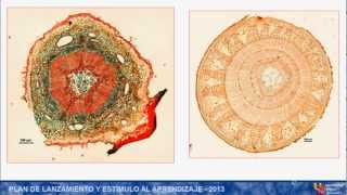 umh1152 201213 Práctica 4 Anatomía del Tallo [upl. by Sid]