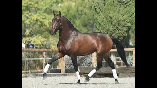 ZURDO DE SUSAETA  SIRED BY POETA DE SUSAETA  BREEDING DRESSAGE HORSES [upl. by Rovert]