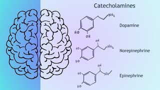Las catecolaminas Dopamina Noradrenalina norepinefrina y adrenalina epinefrina [upl. by Clementis]