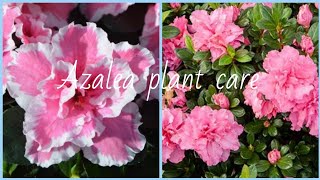 How to care Azalea flower plant in summer [upl. by Alyek]