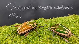 Mecynorhina torquata ugandensis FOR SALE [upl. by Aihsenyt]