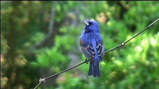 Blue Grosbeaks Indigo and Painted Buntings  Amelia Island Fl [upl. by Ahsemac364]