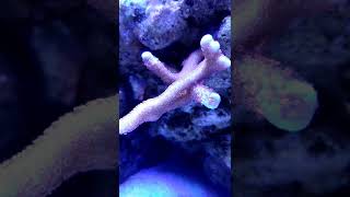 Montipora digitata time lapse [upl. by Anatnom]