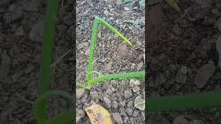 ONION PLANTATIONBACKYARD GARDENING subscribe satisfying viralvideo shorts [upl. by God538]