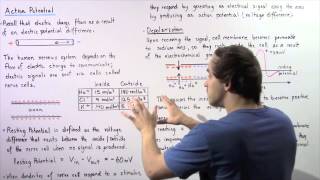 Electric Potential Difference and Action Potential [upl. by Noyk]