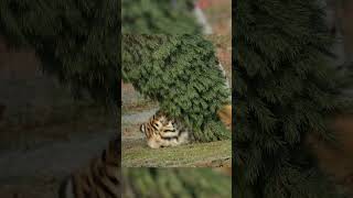 Miles Tiger Playing with Her Christmas Tree [upl. by Kattie]