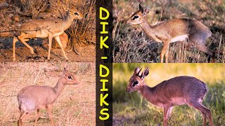 Dik diks Sweet and Smallest Antelope [upl. by Ransell]