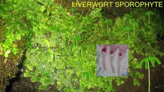 LIVERWORT LIFE CYCLE IMAGES [upl. by Hadeehuat]