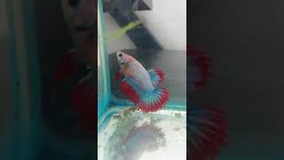 Red Blue CROWNTAIL Betta Fish  Ikan Cupang Serit shorts [upl. by Savihc]