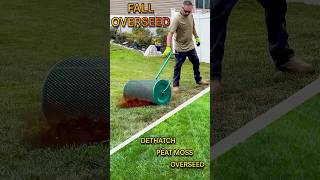 Fall Lawn Overseed  Dethatch Peat Moss  overseeding lawn lawncare short [upl. by Edwine]