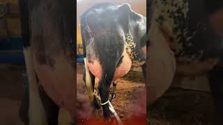 🔴 ¡Conoce Las Increíbles Vacas Lecheras GIROLANDO [upl. by Olra]