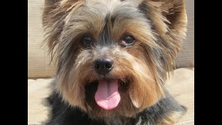 yorkierescuemecom [upl. by Lalittah696]