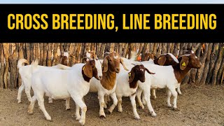 Cross breeding Line Breeding amp Inbreeding in goat farming [upl. by Ayot]