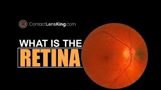 The Retina  What is the Retina and What is its Function [upl. by Nagard988]