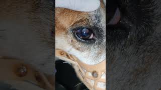 Lens Luxation in Dog Eye disease in dogs veterinarian for pets eye cataractsurgeon for dogs cats [upl. by Nyleve]