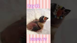 この雛はあの綺麗な鳥になります🐥気持ち悪い？コキンチョウの口の中を強調した動画ですが生き物の不思議 [upl. by Merp]